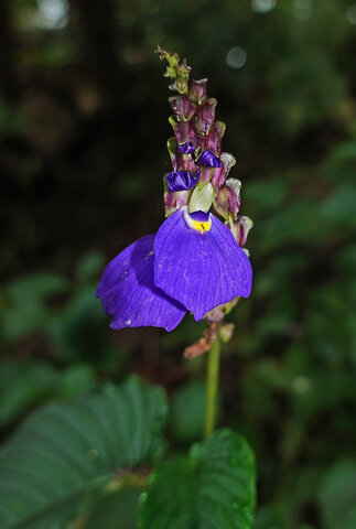 Rhynchoglossum notonianum inflorescence, Munnar, Kerala, India