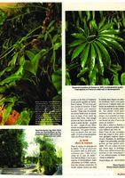 Art et Décoration - Nov 1994, , Vertical Garden by Patrick Blanc