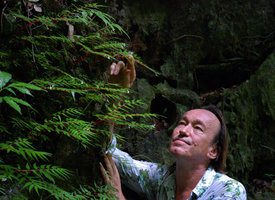 Patrick Blanc looking at Begonia pteridiformis, Khao Sok, Thailande Août 2009