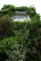 Drew School, Lupinus albifrons, Penstemon newberryi, Mimulus cardinalis, Solanum xantii..., Oct 2011