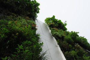 Drew School, top of the Vertical Garden with Zauschneria, Galvezia, Carpenteria..., Oct 2011