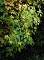 Boehmeria niponivea &#039;Kogane Mushi&#039;, Capitol, Charlotte