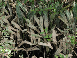 Aglaodorum griffithii, Can Tho, Mekong delta, Vietnam