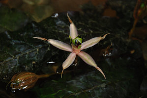 Barclaya longifolia flower in rheophytic submersed habitat, Kapoe, Thailand