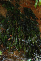 Barclaya longifolia in rheophytic submersed habitat, Kapoe, Thailand