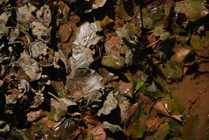 Barclaya mottleyi, partly emersed during the dry season, Kota Tinggi, Malaysia