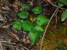Barclaya rugosa,, emersed adult stage, with Cryptocoryne schulzei, Gunung Panti RFR, Johore,, Malaysia