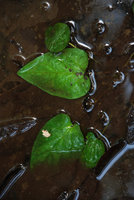 Barclaya rugosa, submerged juvenile form, Gunung Panti RFR, Johore,, Malaysia