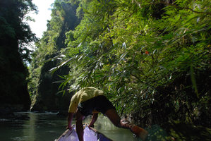 Boatman under Ficus rivularis branches, Magdapio, Luzon
