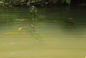 Crinum thaianum population in habitat, Si Phangnga NP, Thailand