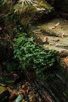 Argostemma reptans, ensemble, G. Jerai, Malaisie