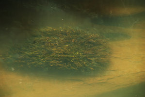 Cryptocoryne crispatula undetermined variety, submerged population in rock hole, Vientiane, Laos