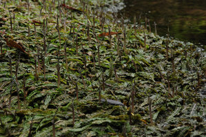Cryptocoryne crispatula var. balansae, population en fleur, Konglor, vallée Hinboun, Laos