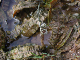 Cryptocoryne crispatula var. balansae, spathe close up, Khonglor, Laos