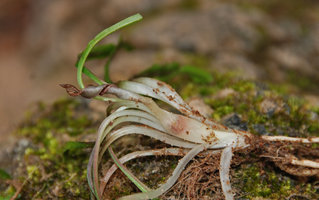 Cryptocoryne crispatula, undetermined variety, inflorescence close up, Khonglor,  Hinboun, Laos