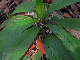 Codonoboea salicinoides, inflorescences, Bukit Bauk, Trengganu, Malaysia