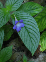 Microchirita caliginosa, flower and leaf close-up, Banjaran, Perak, Malaysia