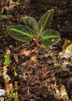 Sonerila griffithii, tubers, roots and annual shoots, Gunung Ledang, Johore, Malaysia
