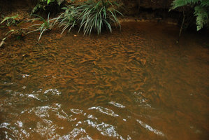 Cryptocoryne nurii, leaves covered with mud, Johore, Malaysia