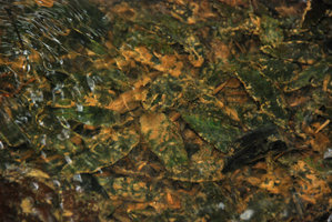 Cryptocoryne nurii, leaves partly covered with mud, Johore, Malaysia