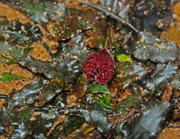 Cryptocoryne nurii, open spatha , Johore, Malaysia