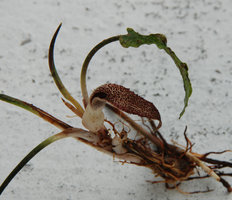 Cryptocoryne minima warty spatha, Perak, Malaysia