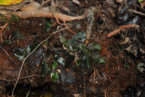 Cryptocoryne schulzei, emersed on earth slope, Gunung Panti FR, Johore, Malaysia