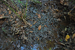 Cryptocoryne schulzei, partly emersed and flowering population , Gunung Panti FR, Johore, Malaysia