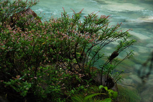 Cuphea utriculosa, rheophytic habitat, Tenorio, Costa Rica