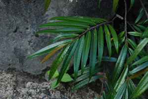Ficus rivularis, rheophytic on river banks, branch detail, Magdapio gorge, Luzon