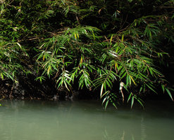 Ficus rivularis, rheophytic on river banks, detail of plagiotropic branches, Magdapio gorge, Luzon