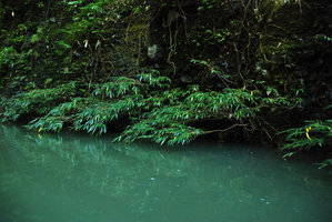 Ficus rivularis, rheophytic on river banks, Magdapio gorge, Luzon