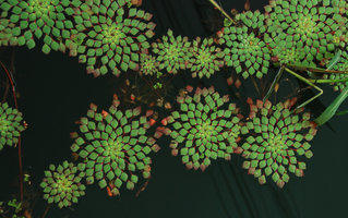 Aquatiques et Rhéophytes