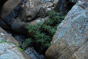 Phyllanthus rheophyticus among rocks in waterfall habitat, Hainan