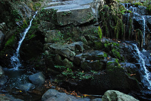 Phyllanthus rheophyticus in habitat, Hainan