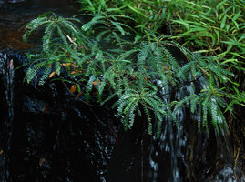 Phyllanthus rheophyticus, a new endemic species from Hainan, botanically described in 2008, Hainan