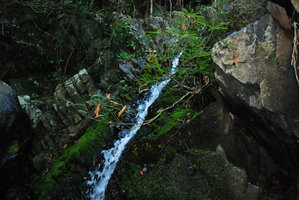 Phyllanthus rheophyticus, lateral view of a clump with basal branching, Hainan