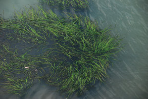 Vallisneria gigantea in habitat, Pagsanjan, Luzon
