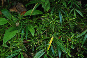 Phyllanthus rupicola population, rheophytic in Magdapio gorge, Luzon, Philippines