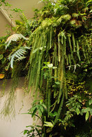 Nephrolepis pendula, Polypodium aureum &#039;Glaucum&#039; et Psilotum complanatum, sur Mur Végétal de Patrick Blanc