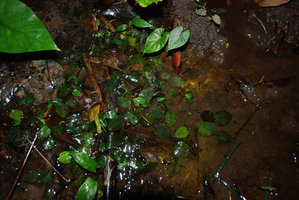 Cryptocoryne elliptica in habitat, Bukit Panchor SP, Penang, Malaysia