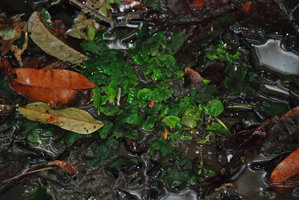 Cryptocoryne elliptica in habitat, partly emersed, Bukit Panchor SP, Penang, Malaysia