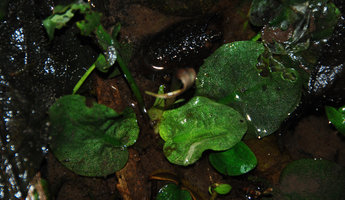 Cryptocoryne elliptica, leaves close-up,  Bukit Panchor SP, Penang, Malaysia