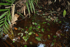 Cryptocoryne griffithii, Nee Soon swamp forest, Singapour