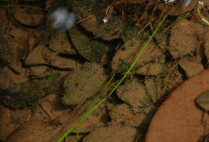 Cryptocoryne sp., maybe the elusive C. jacobsenii, submerged leaves partly covered by clay and humus, Mac Ritchie, Singapour