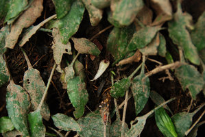 Cryptocoryne minima inflorescence with yellowish spatha, Perak, Malaysia