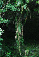 Arundo formosana, East Coast, Taiwan