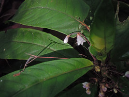 Codonoboea  salicinoides, flower close up, Bukit Bauk, Trengganu, Malaysia