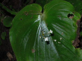 Monophyllaea hirticalyx, flowers close up, cave entrance, Perak, Malaysia