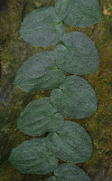Pothos cf. barberianus with silver nerves, Banjaran, Perak, Malaysia